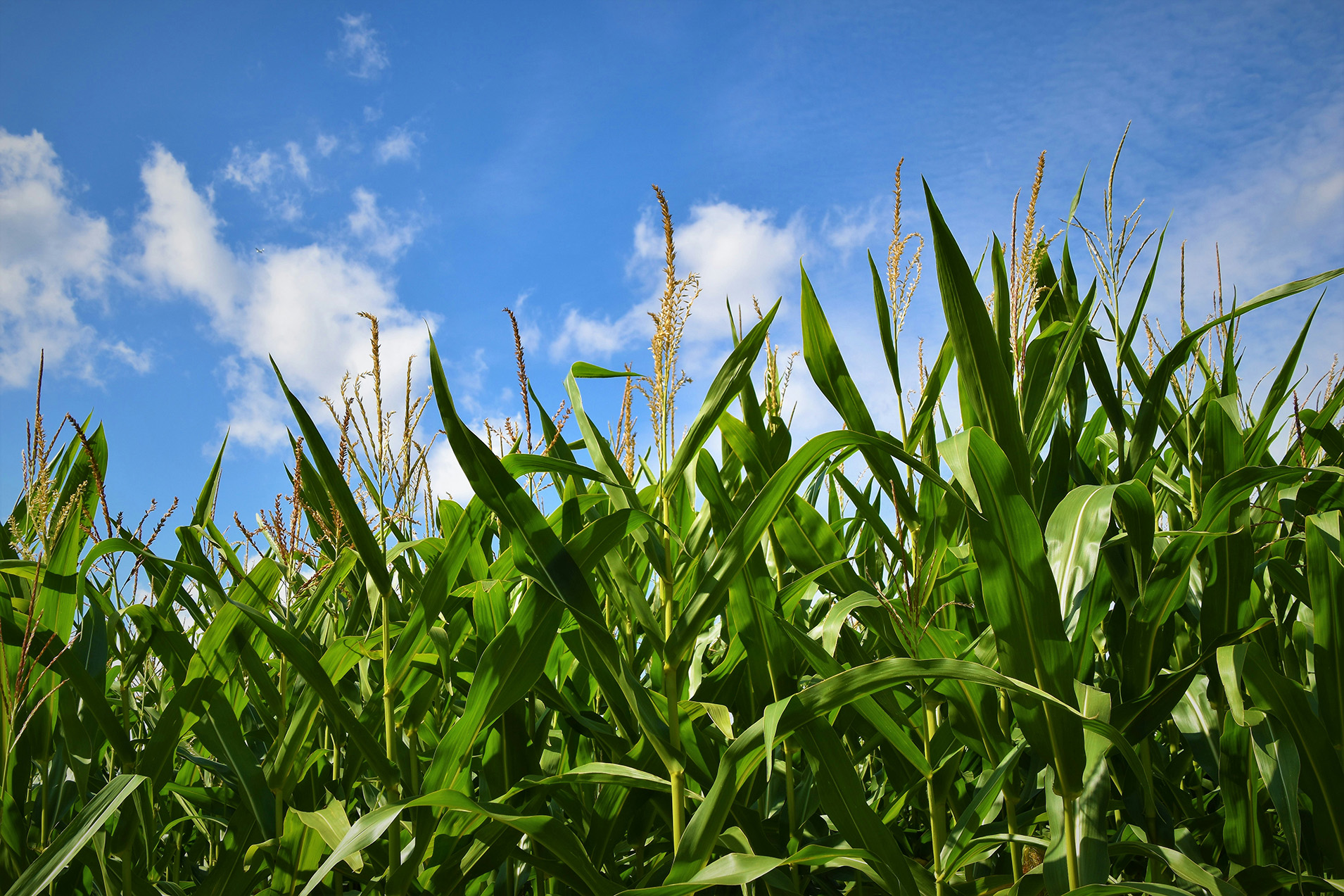 Innovative Energy Efficiency Solution in Ethanol Production